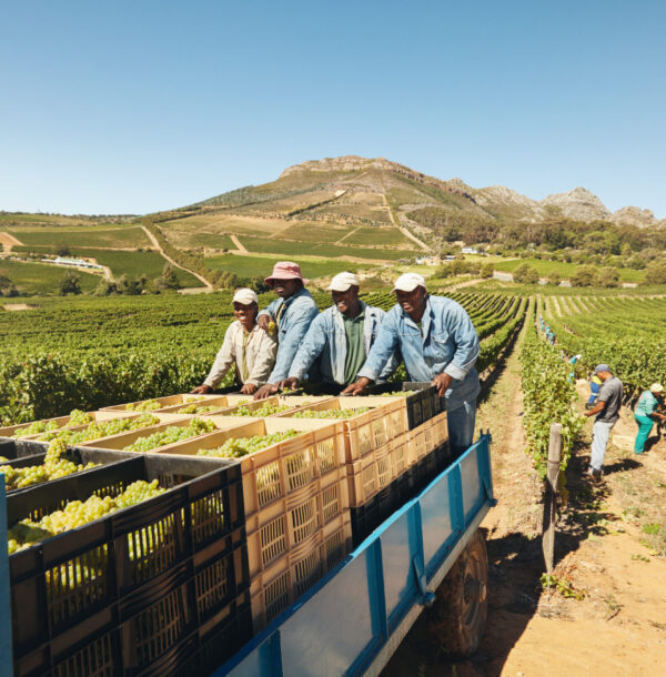 Workers loading boxes of grapes on a tractor trailer after harvesting. Grapes being delivered from the vineyard to wine manufacturer. Transporting grapes from grape farm to  wine factory.