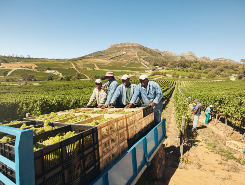 Workers loading boxes of grapes on a tractor trailer after harvesting. Grapes being delivered from the vineyard to wine manufacturer. Transporting grapes from grape farm to  wine factory.